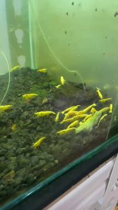 Yellow golden back shrimp yellow neon backline shrimp high grade yellow neocaridina dwarf shrimp yellow goldenline shrimp aquascape algae eater peaceful dwarf shrimp freshwater shrimp | TAG Ecohill