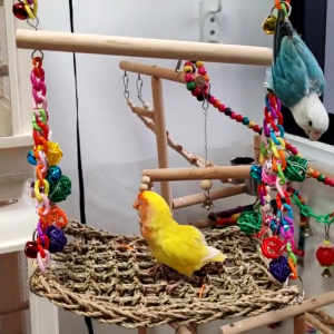 2-in-1 Bird Swing & Chew Net Toy - Versatile Bird Toy for Parrots Lovebirds Cockatiels & Conures | Prevent Boredom & Promote Healthy Beaks