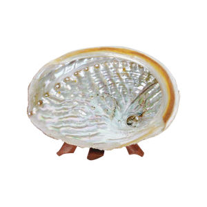 Vỏ Bào Ngư Cây Xô Thơm Vỏ Bào Ngư Nhiều Màu Úc Giá Đỡ Kệ Gỗ Cẩm Thạch Peru Đồ Trang Trí Xông Hương Giá Gỗ Phong Cách Nghi Lễ