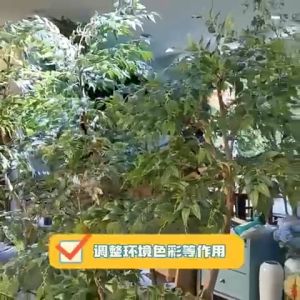 40Litre S size PINE BARK/ Pine scale Orchid potting Pine Bark MURCH GARDENING PLANTING PINE BARK  松鳞松树皮 树皮