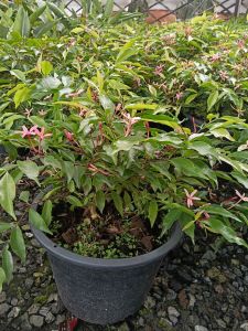 อุณากรรณแคระ กระถาง 11 นิ้ว ต้นสวยและดอกดก(กทม)