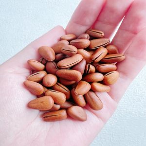 pine nut 产地新货东北红松子零食坚果干果手剥开口红松仁特产年货休闲零食