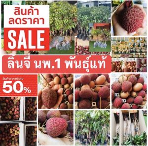 ต้นลิ้นจี่พันธุ์แท้-นพ.1💯% ✅รับประกันเสียหายเคลมกิ่งใหม่ ให้จร้า