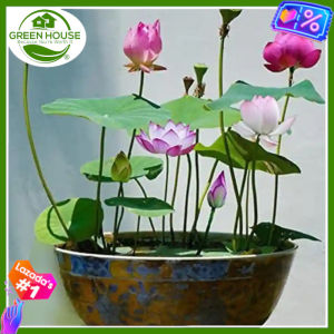 Green House® - Lotus Water Lily Seeds for Planting (6 Seed) incl. Planting Instruction for Lotos Flower Plant