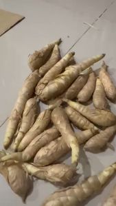 มันสาคูขาว1กิโลกรัม พันธุ์โบราณ หอมกรอบอร่อย