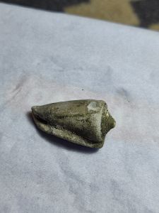 Batu posil keong buntet asli temuan