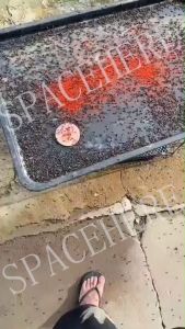 BABEDUO 25Pcs/600Pcs Effective Powder Fly Killing Bait PestControl Insecticide Mosquito Killer | Fly Trap Catcher | Fly Killer | Flies Killer Powder | Flies Killer Anti Fly