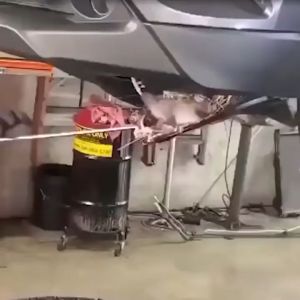 Rat Repellent Spray Can Kill rat Rat Repellent Anti Rat Spray For Home garden KMV Trading