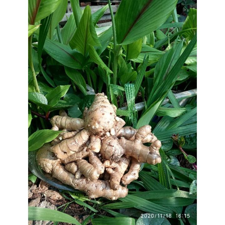 Bibit Tanaman Kunyit Putih Asli Sudah Tumbuh Siap Tanam Temu Putih