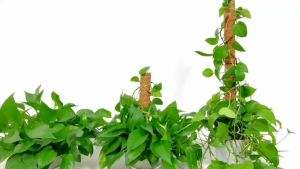 Moss Pole Plant Stakes Gardening Supplies Stackable Stand Climbing Vine Trellis for Potted Plants