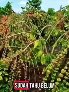 Pupuk Dasshu Z1000 - 1kg Pupuk Perangsang Akar Batang Tunas Teknologi Japan