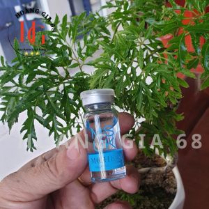 Tinh dầu khóa màu tóc. bền màu bóng mượt hương thơm  _ Mocheqi Musk [ Chính Hãng ]