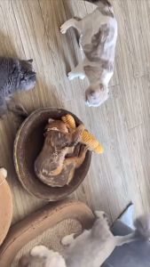 Cat Toy Fish Simulated Fish Cat Teasing Stick Contains Catnip Cat Teeth Grinding Toys Catnip Toys