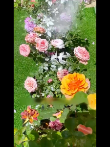 卡纳玛朵 两用植物花卉杀虫剂 两用植物花卉抗菌剂 Keymado General Use Gardening Insecticide Fungcide