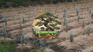 ต้นกระดุมไม้ใบ้เงิน สูง 50cm-110cm Silver Leaved Buttonwood (ราคาต่อ1ต้น)