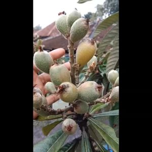 Bibit Leci Kuning Sudah Berbunga Leci Biwa Spesial