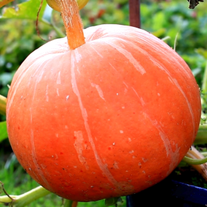 เมล็ดพันธุ์ ฟักทองญี่ปุ่นออเร้นจ์สวีท (ซองรีเทล)