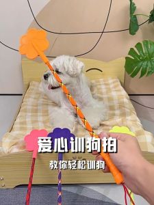 Gậy tét mông chó - huấn luyện cho chó - T3 PETS SHOP
