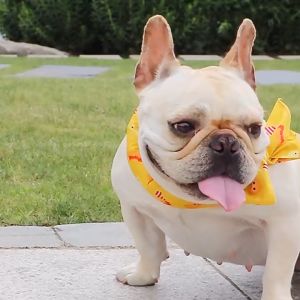 สุนัข ผ้าพันคอเจลเย็นสัตว์เลี้ยง แมว บริเวณ ต้น ระบบ Pet Ice Towel สุขภาพ ผ้าพันคอน้ำแข็ง ผ้าเย็น ระบายความร้อน