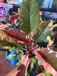 Philodendron Select Caramel Marble Tricolor Pink ติดด่างแล้วอนุบาลมากกว่า3เดือน