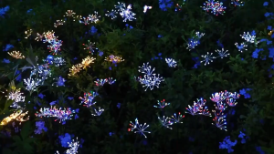 Outdoor Solar Dandelion Firework Fairy Lights 2 Modes Twinkle and Stable Open Starlight Twinkle Lights for Garden