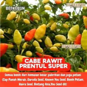 Benih Cabe Rawit MUSTIKA SUPER Dompol You Seed BERKEBUN DIRUMAH Cabe Bergerombol