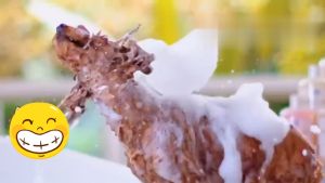 Quick deodorant 300ml Shampoo pet Syampu kuku anjing Shampoo fungus kucing Dog shampoo Dog shampoo skin problem Fido dog shampoo Cat shampoo Prince paw dog shampoo Shampoo kucing Pet shampoo