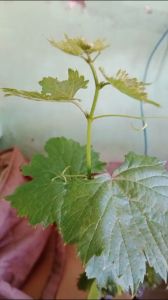 BIBIT ANGGUR IMPORT BASANTI