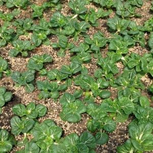 ORGANIC VEGETABLE - Nai Pak Choy / Milky Chinese Cabbage Sawi Susu 奶白菜 (±200g/pkt) Freshly harvested from local farm