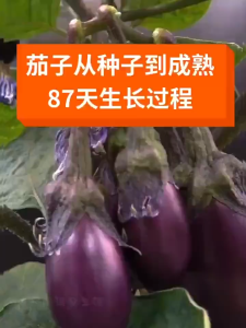 200seeds/pack Eggplant dwarf purple- Vegetable Seeds-A648