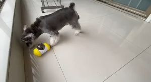 Local Delivery-Dog Cat Tumbler Pets Toys Leaking Food Ball Swing Bear Slow Food Feeder 漏食宠物玩具狗玩具ABS摇摆熊漏食器平衡车漏食猫玩具