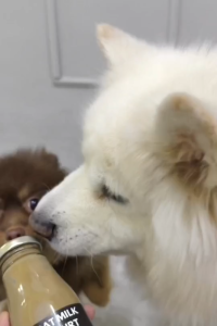 (5ขวด)โยเกิร์ตนมแพะผงคารอบออร์แกนิกเพื่อสุขภาพสัตว์เลี้ยง PETSMILE 50ml