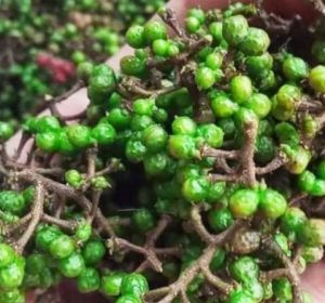 2.5 ONS  (250 gram) ANDALIMAN SEGAR BUMPU/REMPAH/MERICA BATAK TUBASEGAR BARU PETIK MERICA KHAS BATAK  PENGIRIMAN DARi MEDANSUMATERA UTARA. yang rindu untuk masak Arsik.