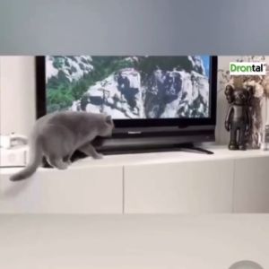 AllCare+ Drontal Plus Deworming Tablets for Cats & Dogs - Effective Tapeworm Roundworm & Hookworm Treatment