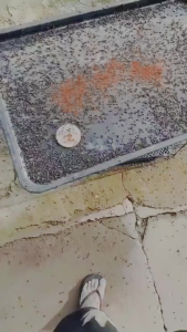 หยาฆ่าแมลงวัน100%GREEN LEAF ยื่อที่ดึงดูดแมลงวันดีที่สุด นสัมผัสตาย ผงไข่เน่า ฆ่าแมลงวัน 20ถุง ยา แมลงวัน ไล่แมลงวัน