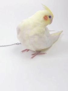 โซ่นกแก้ว โซ่คล้องขานก โลหะโซ่ สำหรับนกแก้ว และยืนบนคอน ยาว 80 ซม