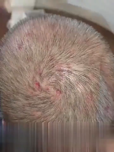 ✨จัดส่งจากกรุงเทพ🎉YANGYANSHI สบู่แชมพู สบู่สระผมสมุนไพร ขจัดรังแค ลดอาการคัน ควบคุมความมัน ป้องกันรังแค บำรุงหนังศีรษะ ทำให้รากผมแข็งแรง ลดผมแตกและผมร่วง บรรเทาอาการคันหนังศีรษะ รักษาเซบเดิร์ม สูตรสมุนไพรจากพืชธรรมชาติ