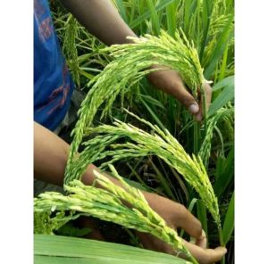 BENIH PADI RAJASA 01 TERBAIK UNGGULAN BERBOBOT TANAH KERING PER 1KG