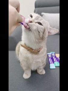 PETSEE Makanan Kucing Basah ISHTAR Cat Treat 100 pcs Jajan Kucing Wet Food Cat Food Stick Snak Kucing Cat Snack 猫条