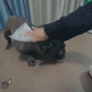 Khăn ướt kháng khuẩn vệ sinh cho Chó Mèo (mẫu mới) - Love pets shop