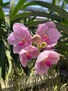 Vanda Orchid ｜ Baby Plant ｜ V13～24