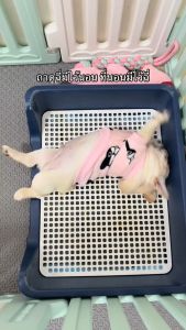 HostTail ถาดรองฉี่สุนัข มีเสาล่อเป้า ตะแกงกันการตะกุย และขอบยกสูงป้องกันการกระเด็น ช่วยฝึกให้สุนัขขับถ่ายเป็นที่