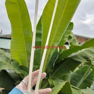 Dây Lạt Giang (100g) Dây Cột Giàn Gói Bánh Chưng Bánh Tét