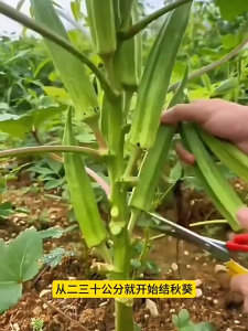 30pcs/pack Okra Seeds Legit Seeds 100% Original Seeds Fresh Non GMO High Yield Suitable for novice growers Seeds Delicious Juicy Easy To Grow Plants Seeds of good quality are easy to grow seeds can be planted both indoors and outdoors High-quality seeds