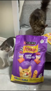 6kg Purina Friskies Adult Cat Cats Dry Food Healthy Balanced Nutrition Pet Daily Meal Support