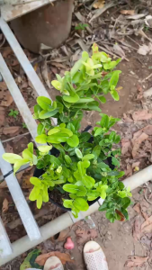 Cây Siro - Tổng thể tầm 20-30 cm - Trái cho nước uống ngon!