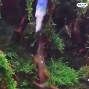 กาวติดไม้น้ำ กาวติดต้นไม้ กาวติดปะการังหรือไม้น้ำ สีใส 5g พร้อมส่ง