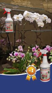 ANDGRO Foliar Spray for Strong Growth - Orchid (1000ml)