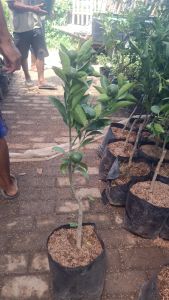 bibit tanaman jeruk Siam madu berbuah