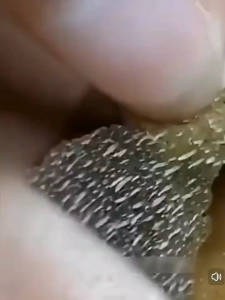 100% effective Blackhead remover face mask skincare 80G mask shrinks pores controls oil exfoliates deep pores removes excess oil